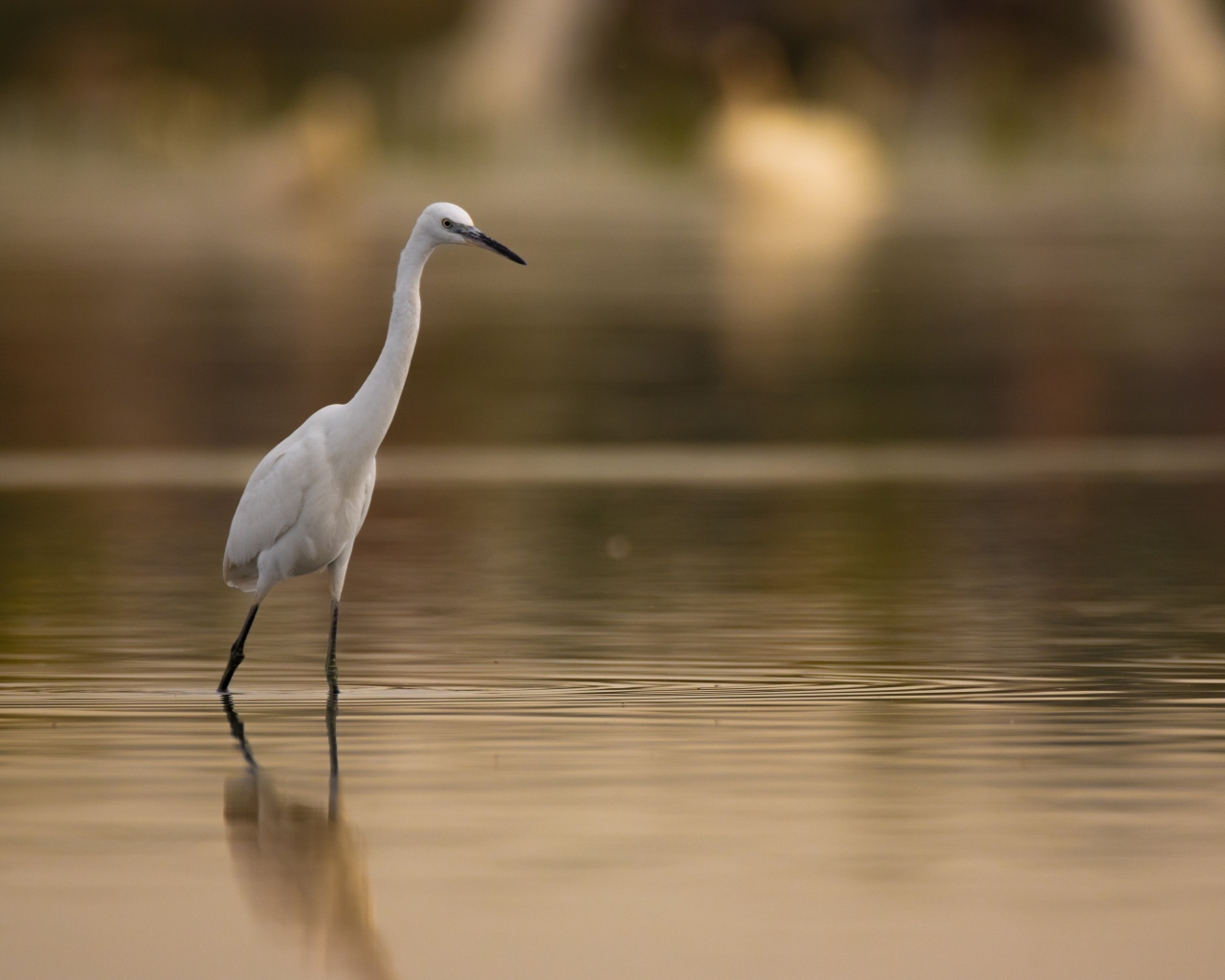 Белая цапля охотится в воде