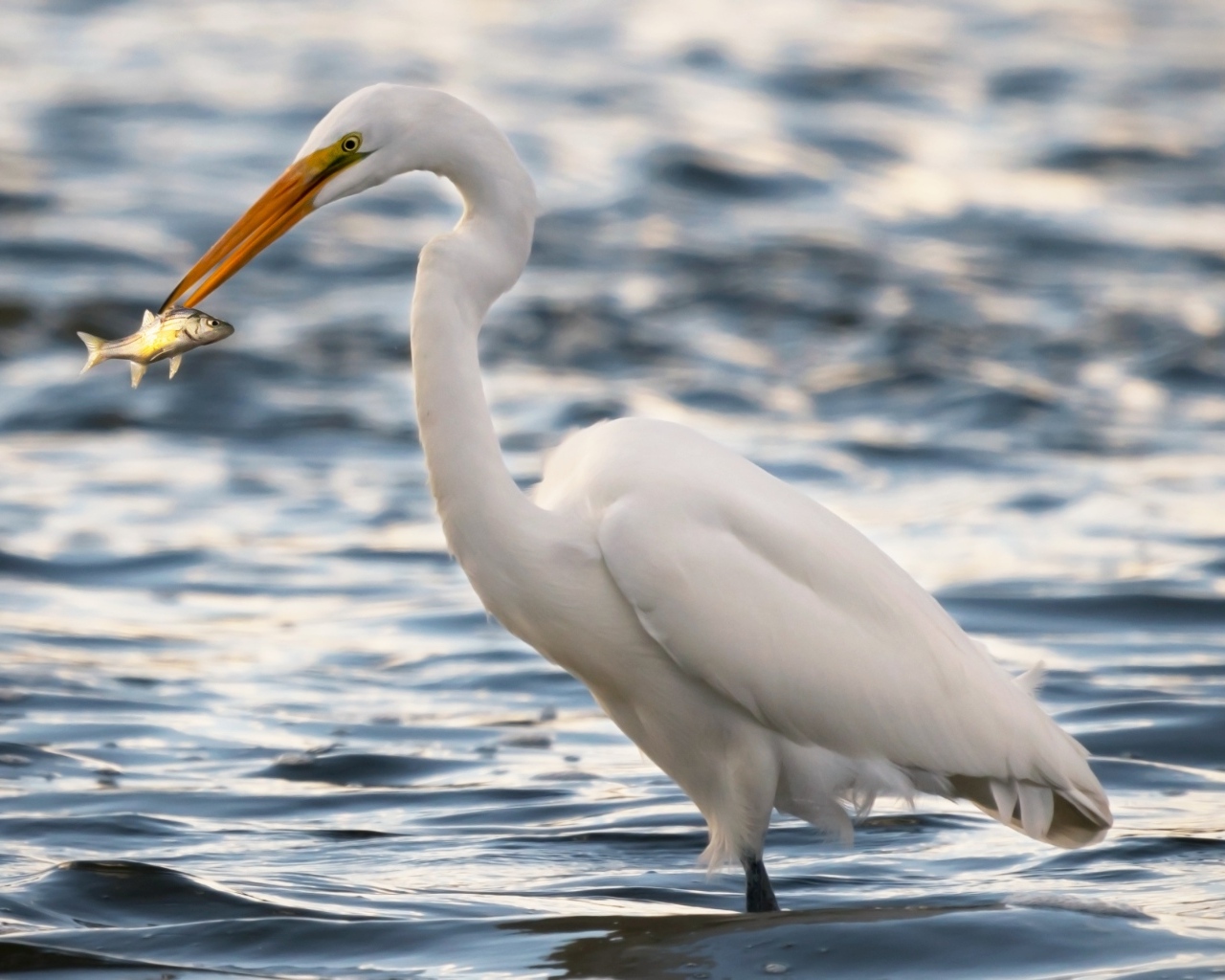 Белая цапля с рыбой в клюве в воде