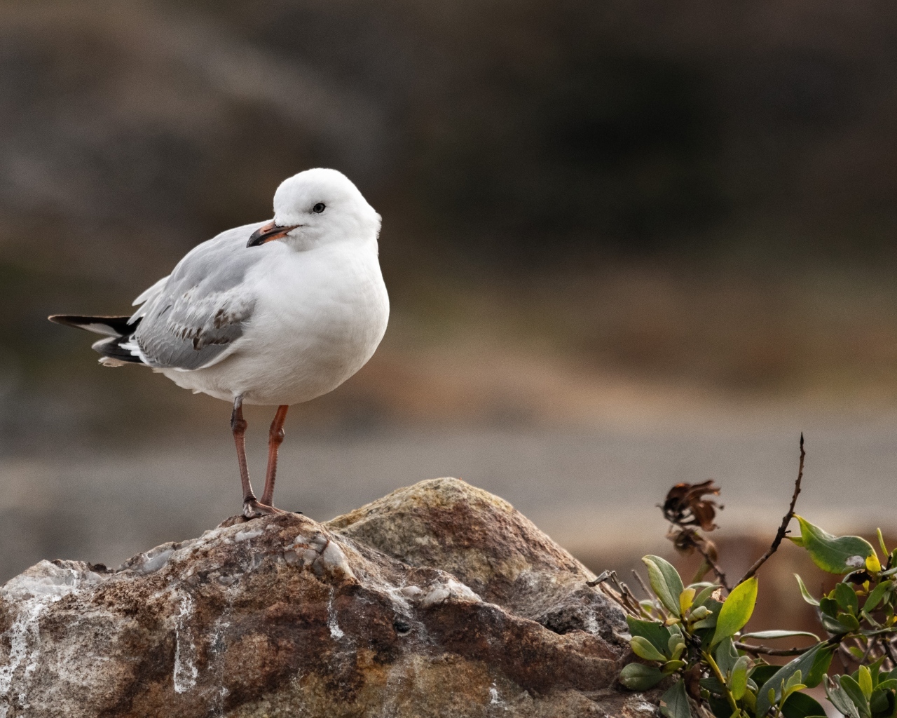 Белая маленькая чайка сидит на камне