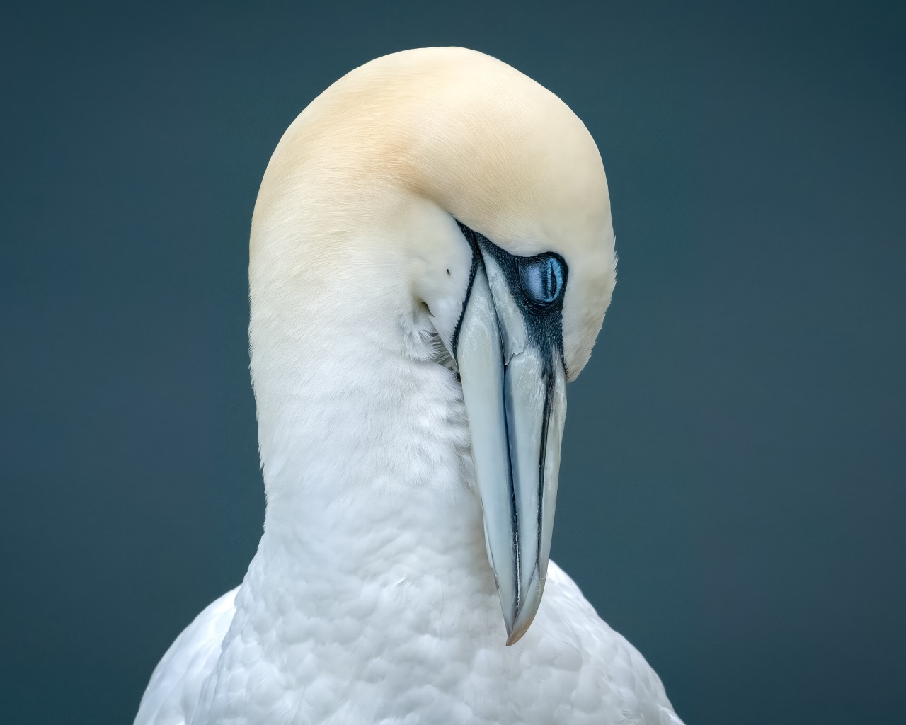 Белая чайка спит на сером фоне