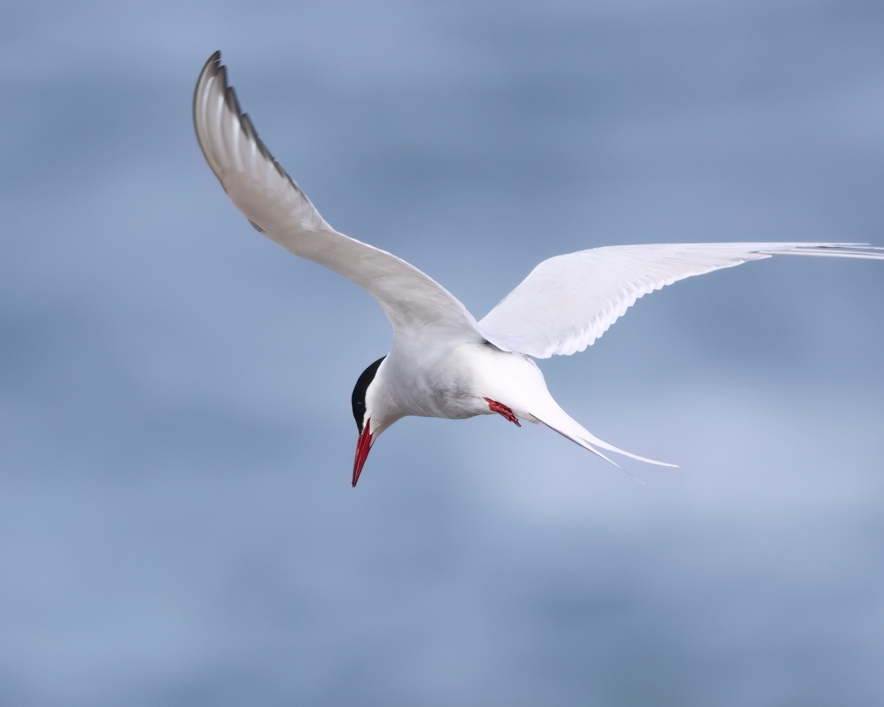 Белая чайка парит в голубом небе