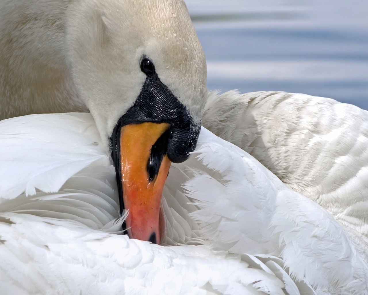 Белый лебедь прячет клюв в перья