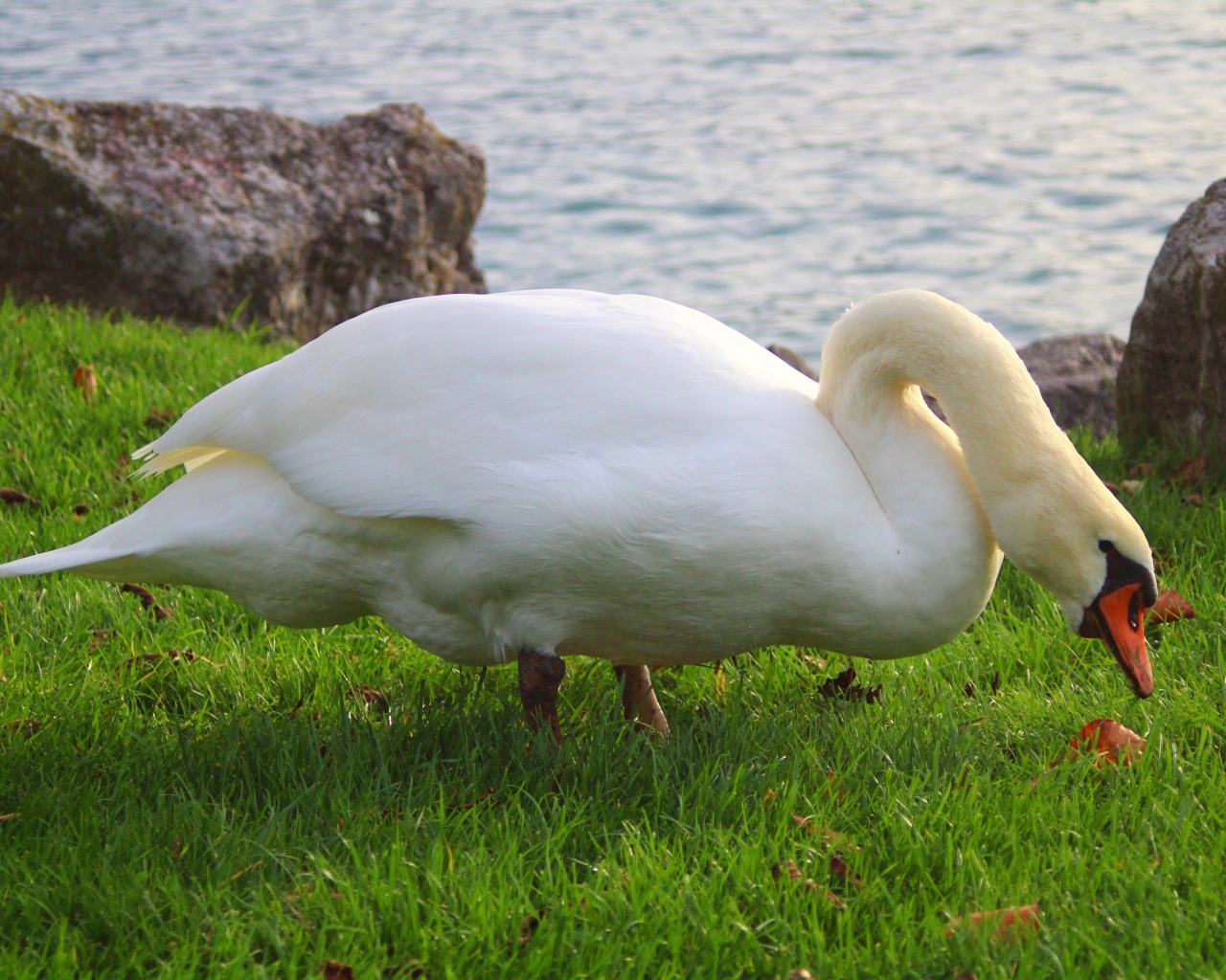 Белый лебедь на зеленой траве у воды