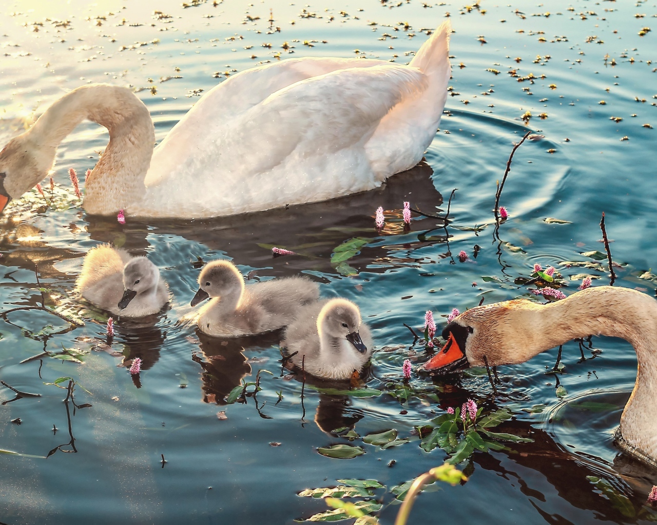 Белые лебеди с птенцами в воде