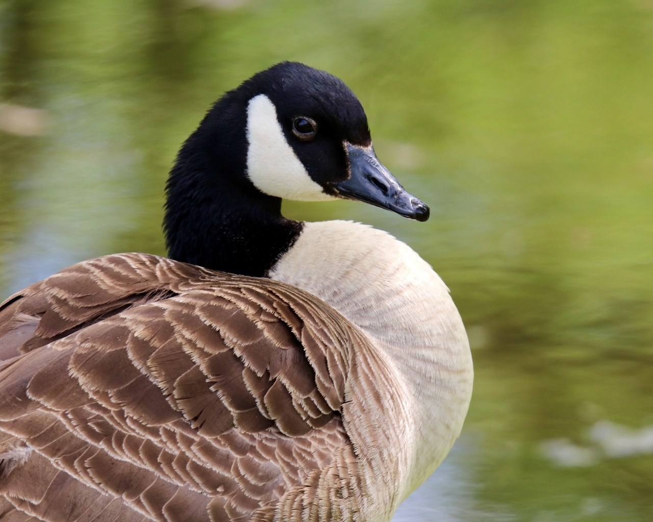 Дикий канадский гусь крупным планом