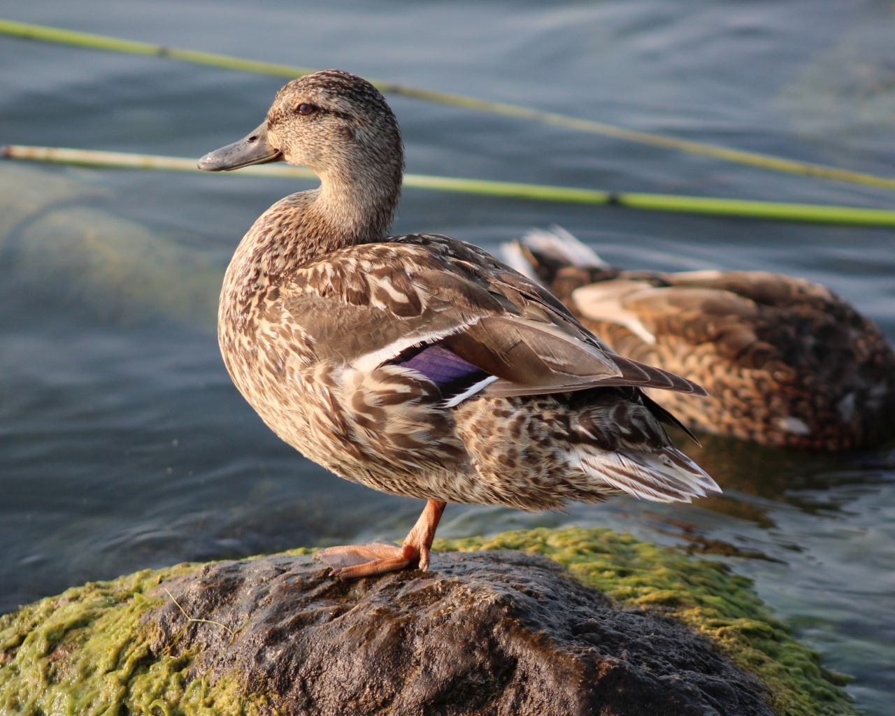 Дикая утка стоит на камне у воды