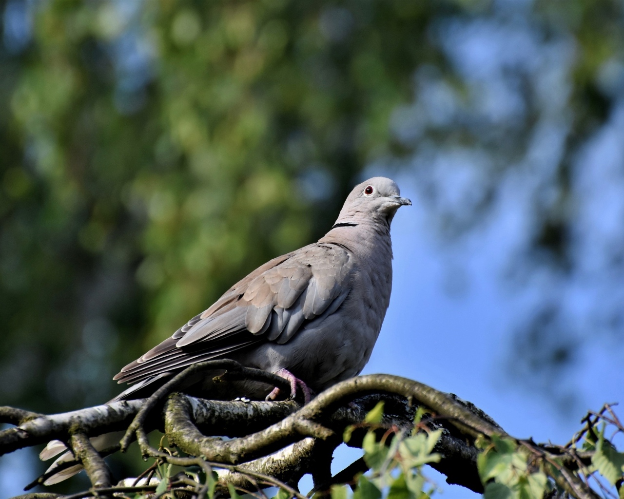 Дикий серый голубь сидит на ветке