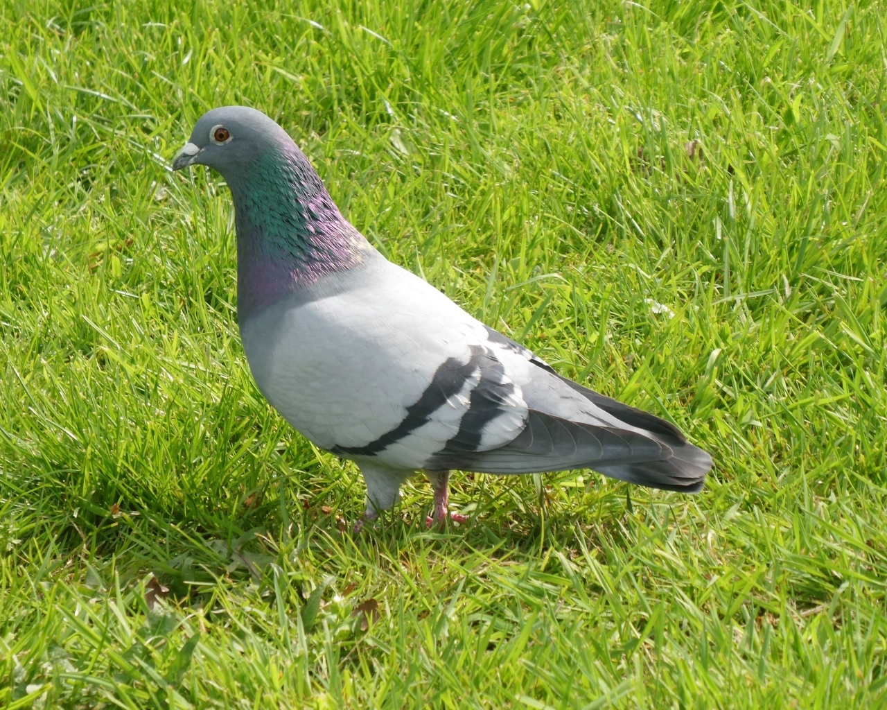 Дикий голубь стоит на зеленой траве