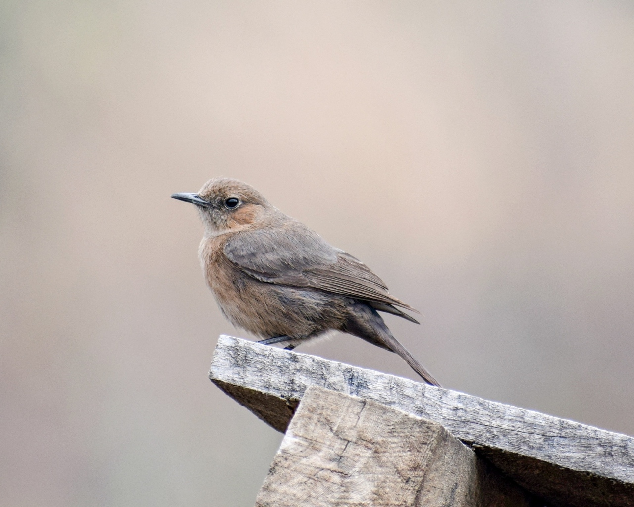Птица крапивник сидит на  деревянной планке