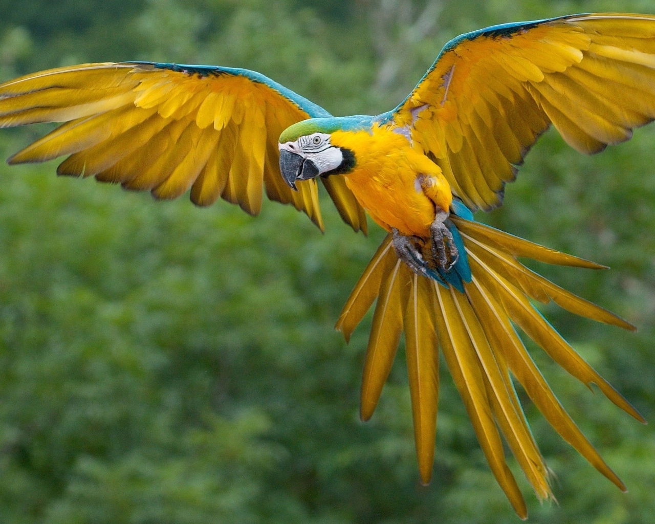 Желто-голубой попугай ара парит в воздухе