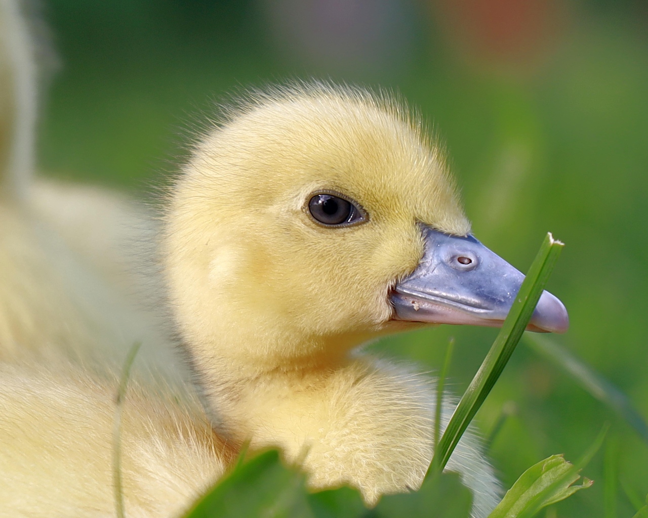 Желтый утенок в траве крупным планом