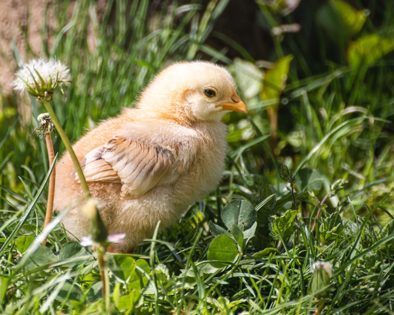 Желтый маленький цыпленок сидит в зеленой траве