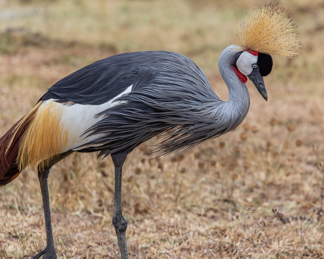 Красивый венценосный журавль
