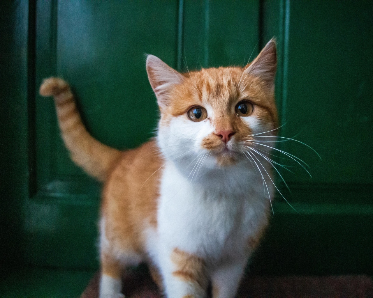 Красивый рыжий с белым кот стоит у двери 