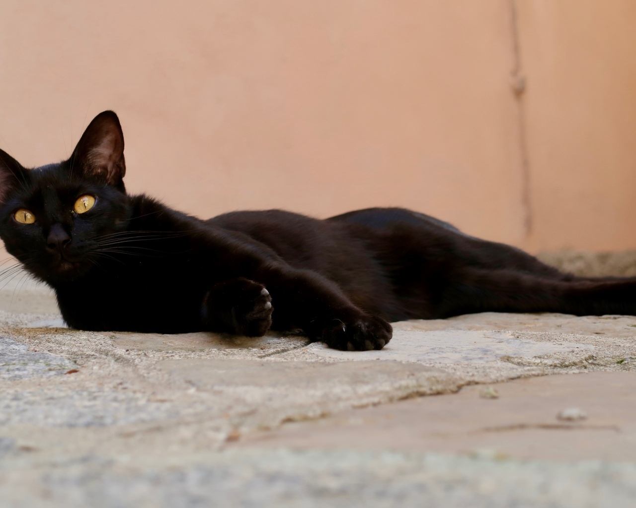 Черный кот с желтыми глазами лежит на дороге