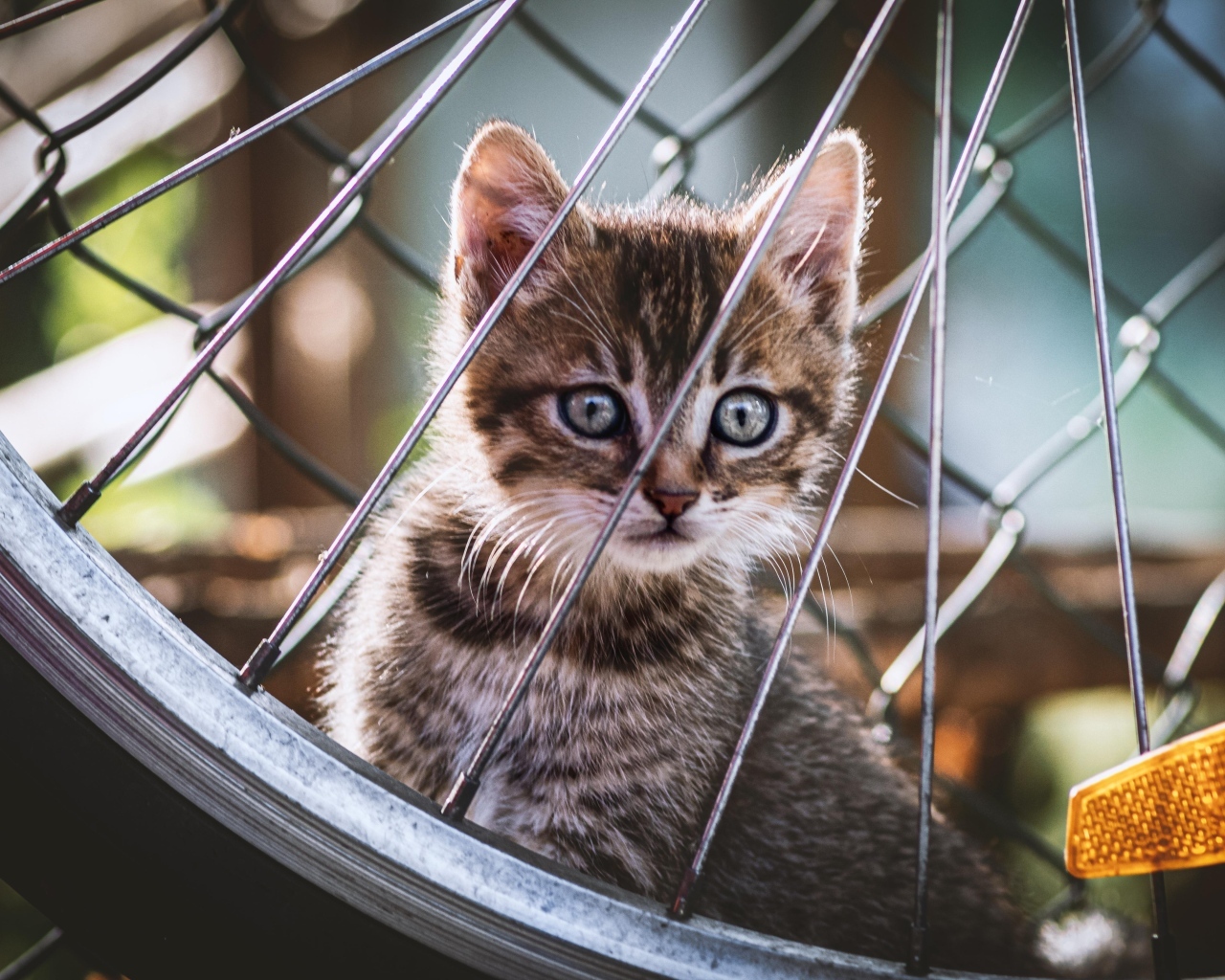 Серый маленький котенок прячется за колесом