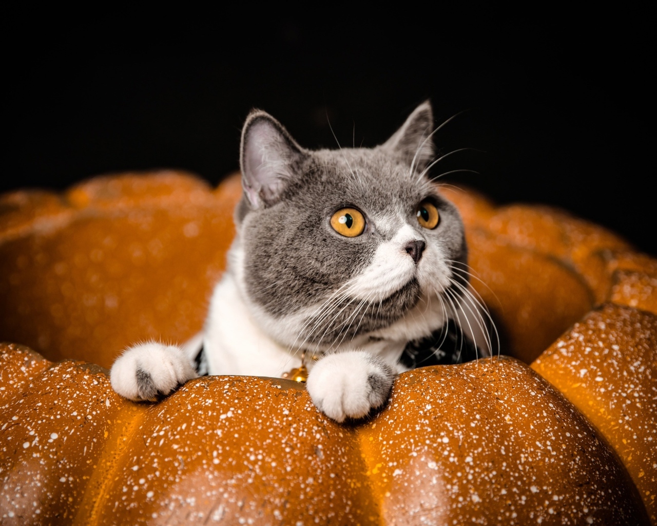Породистый кот с желтыми глазами сидит в тыкве