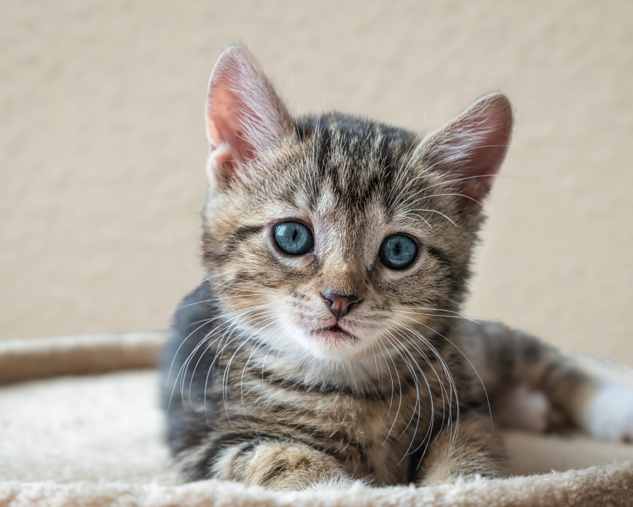 Маленький серый голубоглазый котенок лежит на лежанке