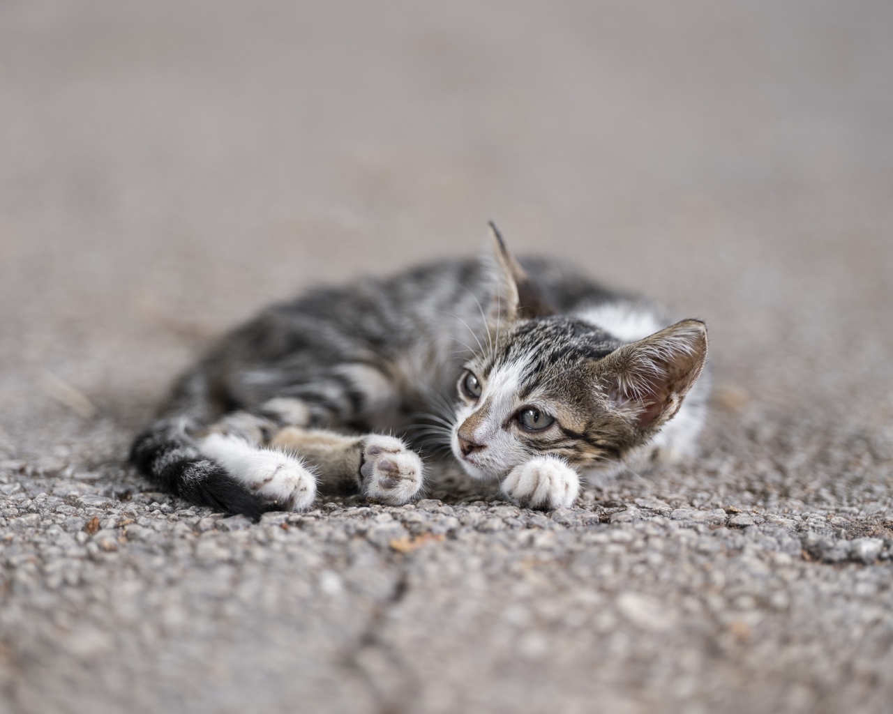 Маленький серый котенок лежит на асфальте