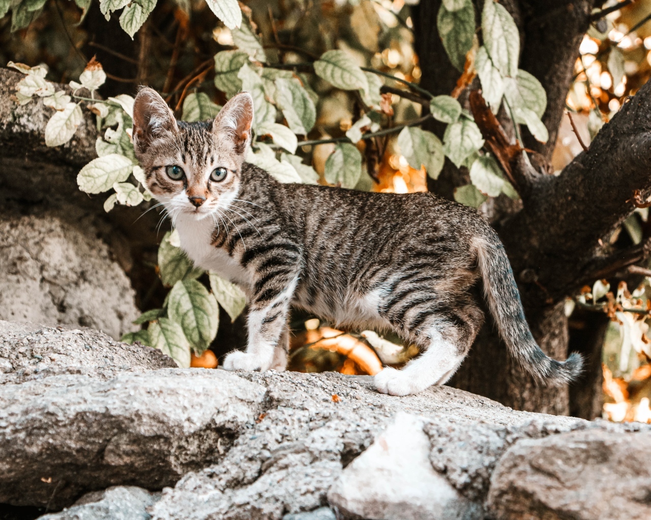 Маленький серый котенок стоит на камне