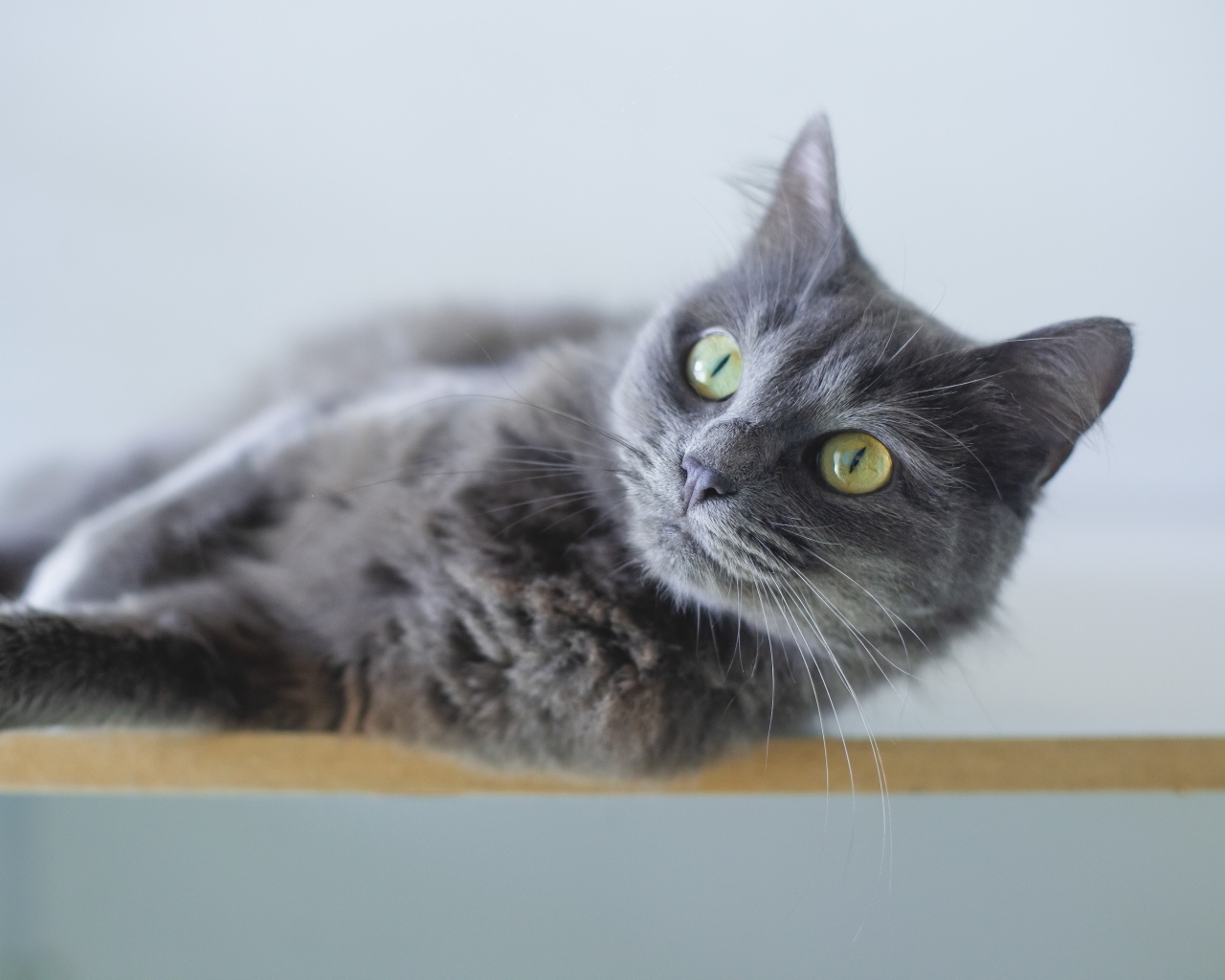 Красивый пепельный зеленоглазый кот