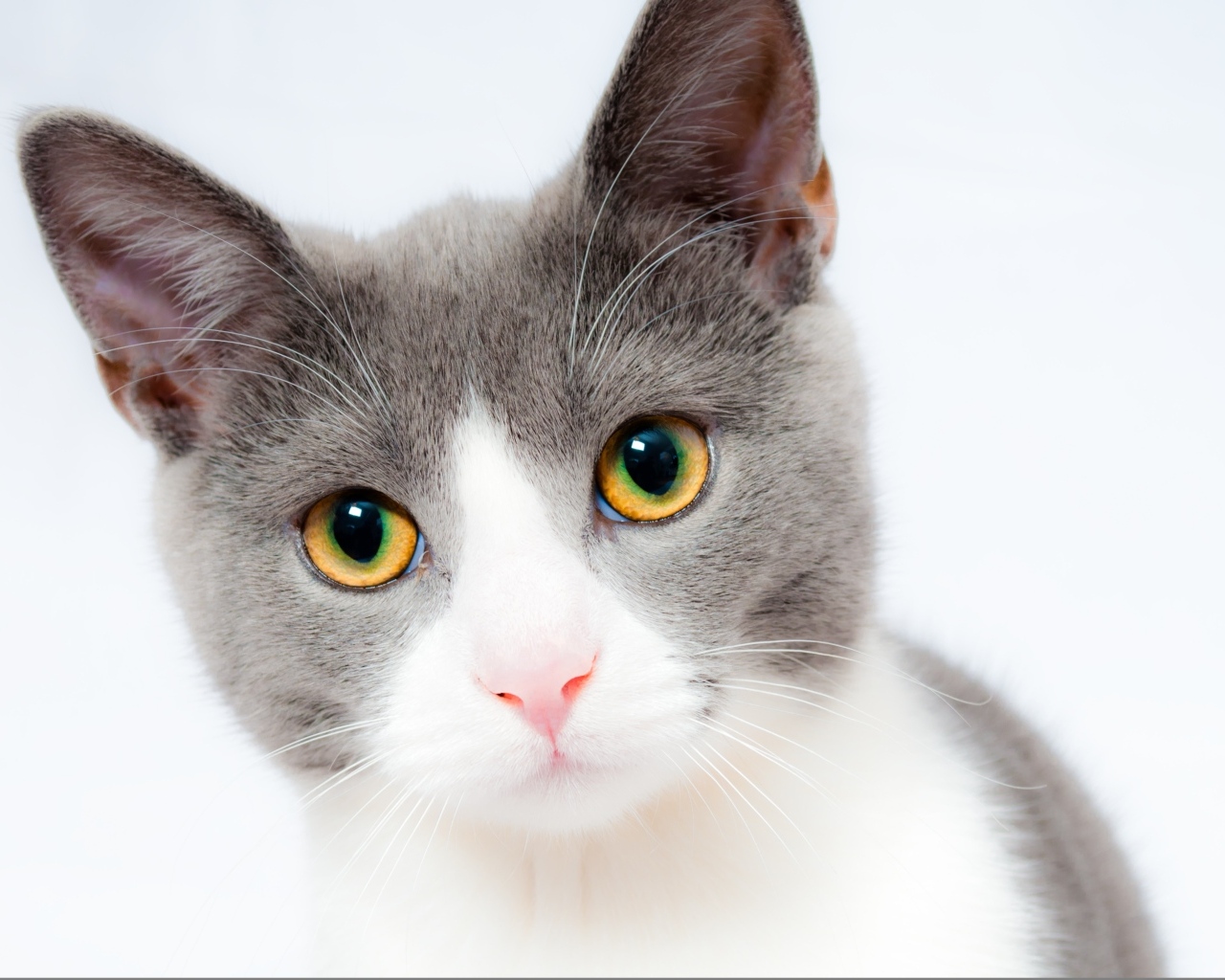 Красивый кот на белом фоне крупным планом