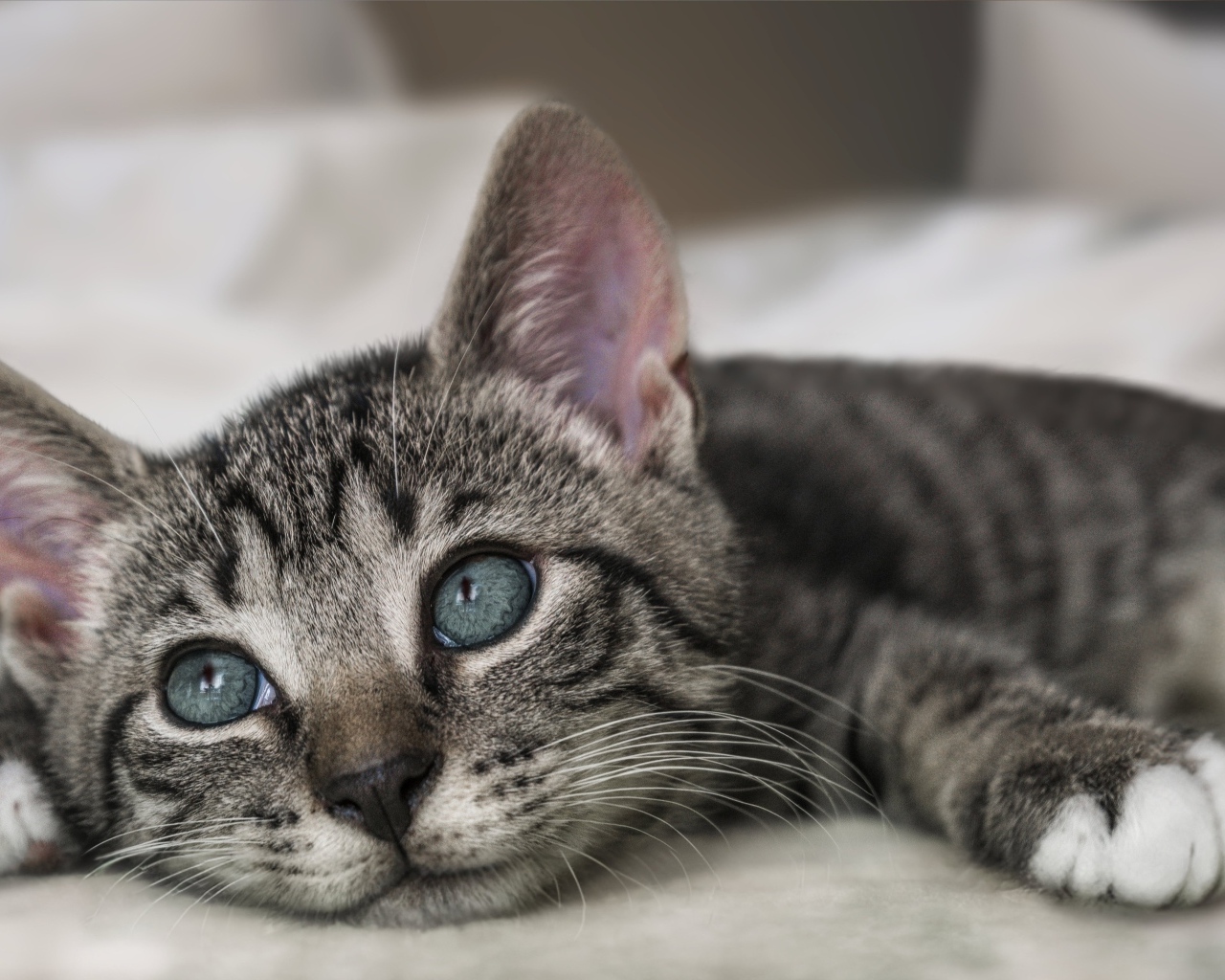 Красивый серый котенок лежит на кровати