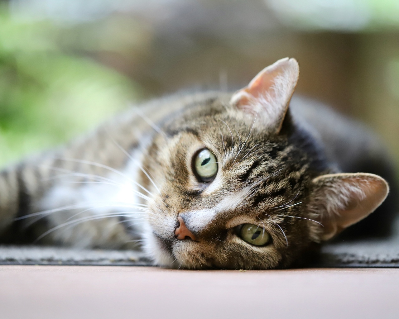 Красивый серый полосатый голубоглазый кот