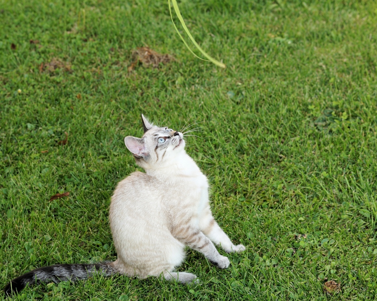 Красивая породистая кошка сидит на зеленой траве