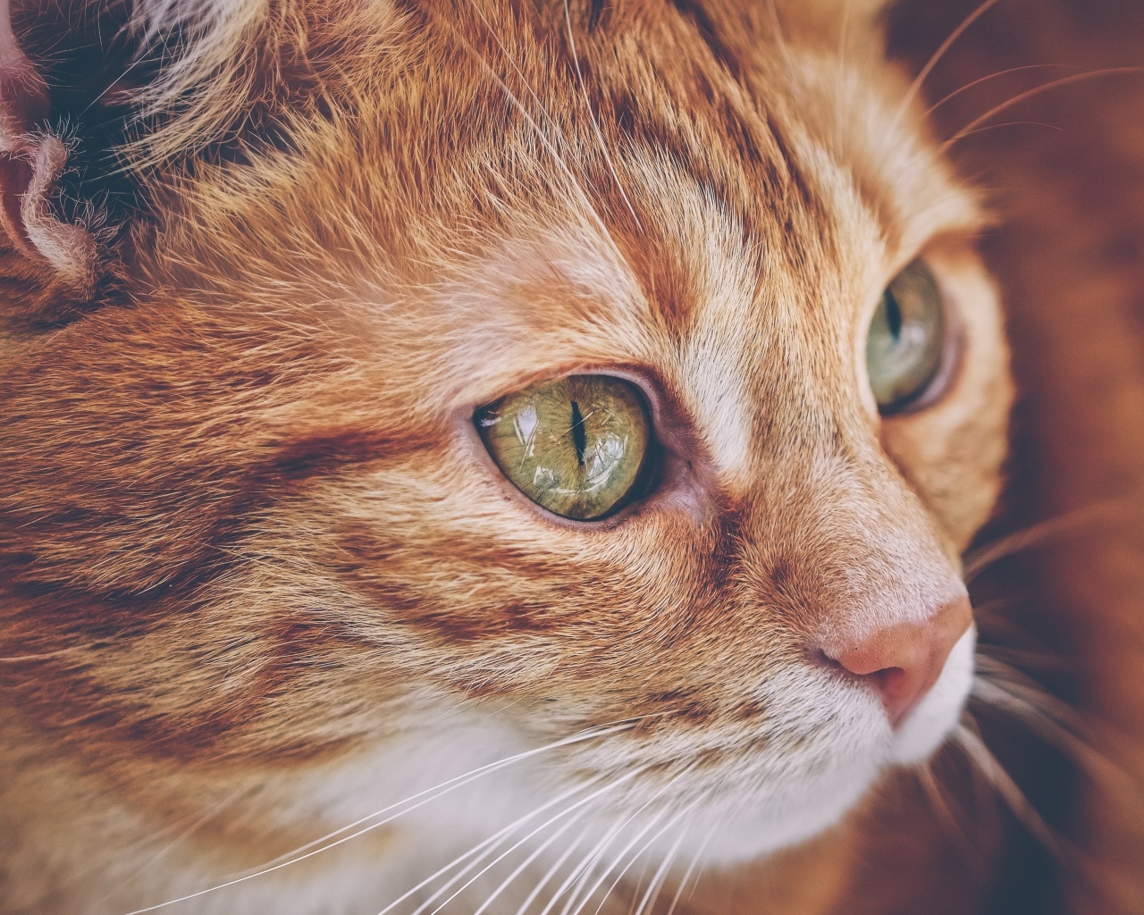 Красивый рыжий кот с большими зелеными глазами