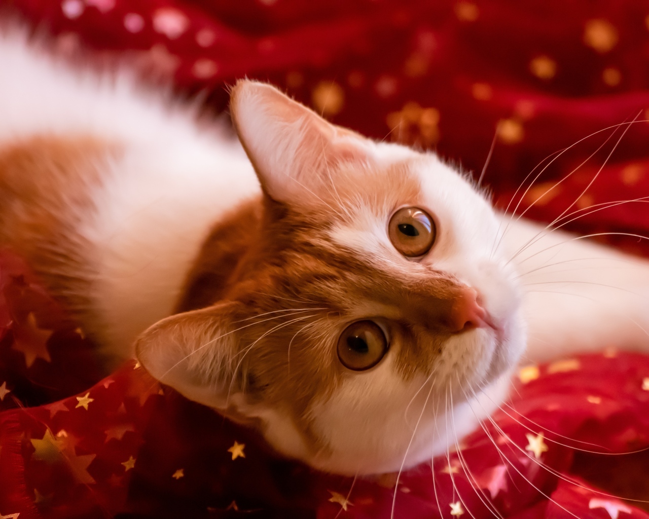 Красивые рыжие глаза у домашнего кота