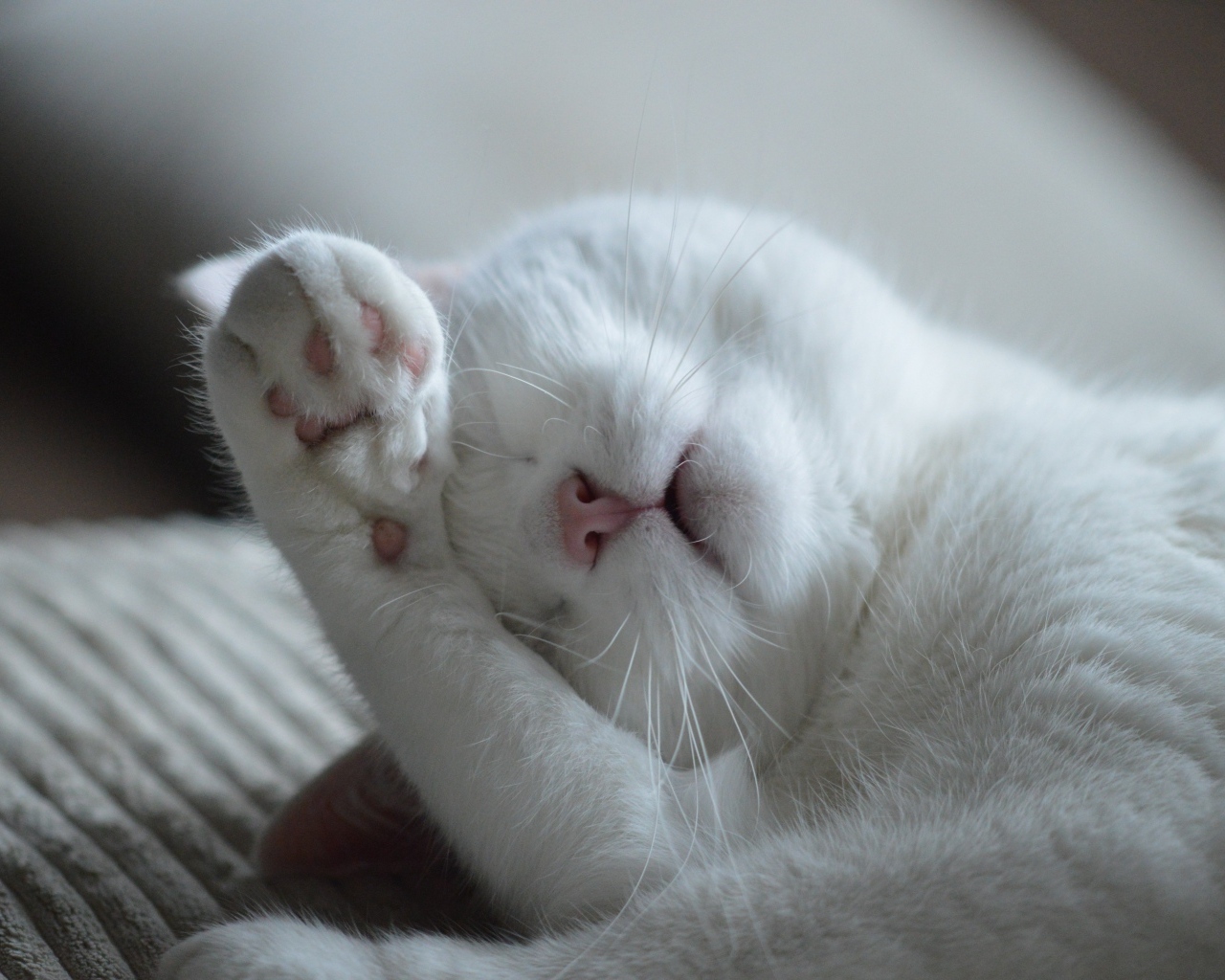 Красивый белый кот спит на кровати 