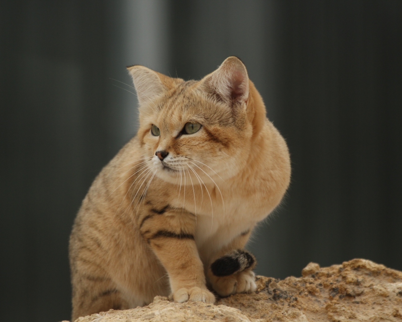 Красивый дикий барханный кот 