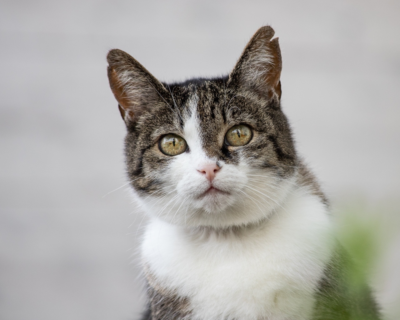 Красивый дворовой кот на сером фоне