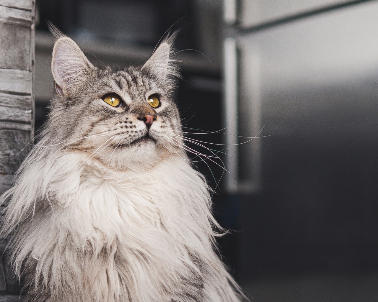 Большой красивый серый мейнкун 