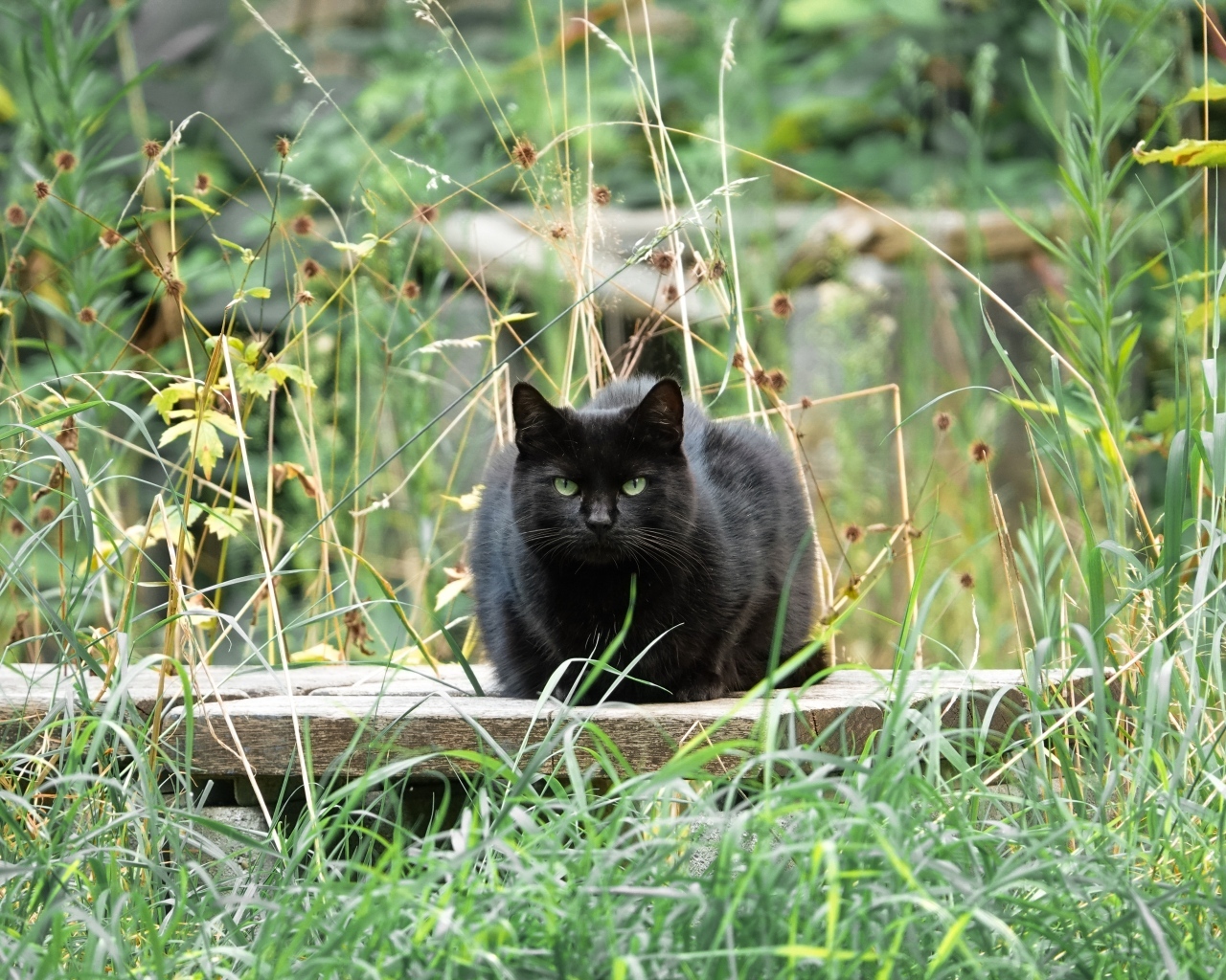 Большой черный кот сидит в зеленой траве
