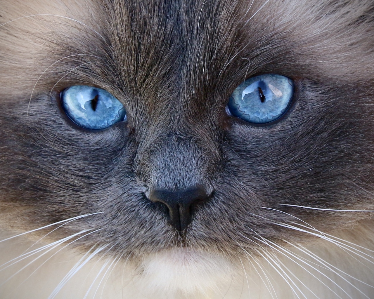 Большие голубые глаза породистой кошки крупным планом