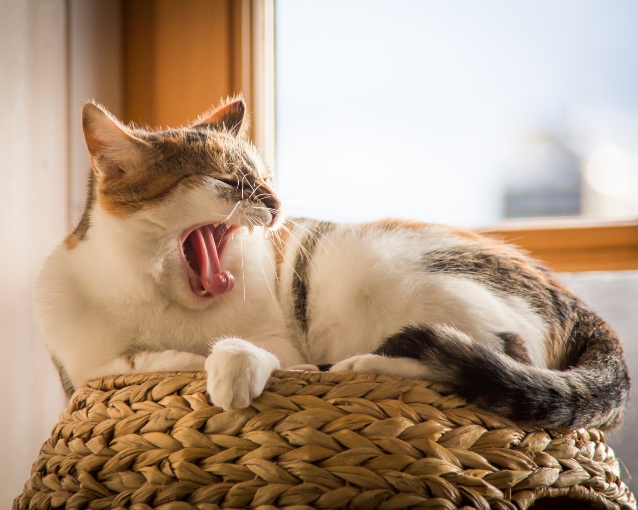 Большой домашний кот зевает у окна