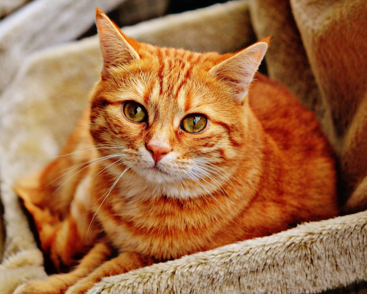 Большой рыжий кот лежит в ящике