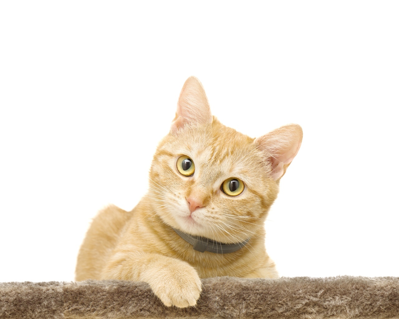 Большой рыжий кот на белом фоне