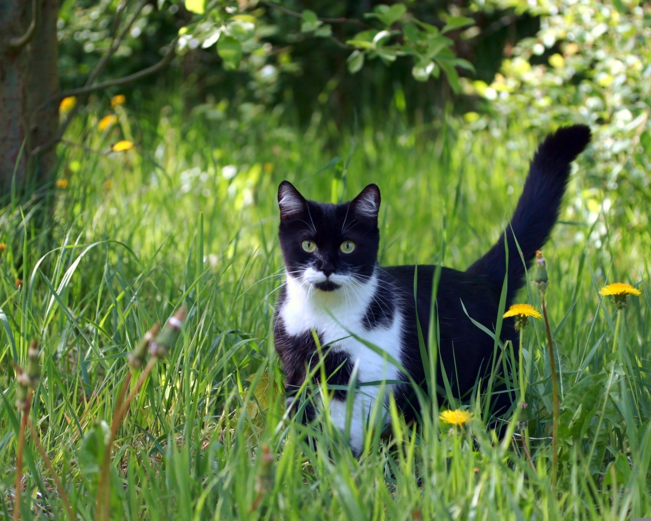 Черно-белый кот в зеленой траве