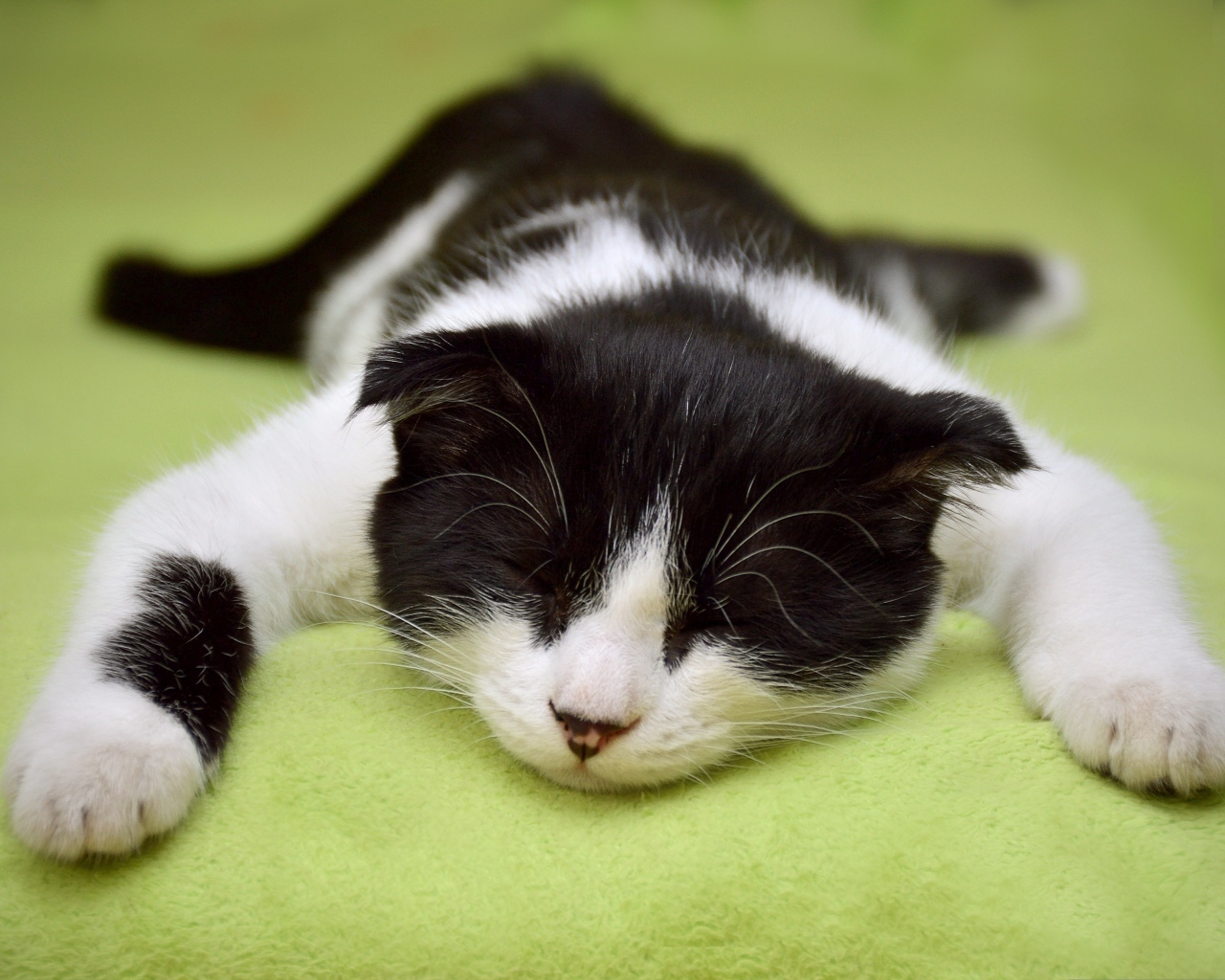 Черно-белый домашний кот спит на кровати