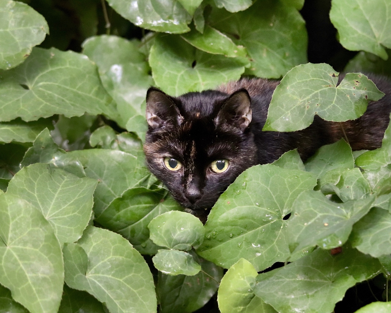 Черная кошка прячется в зеленых листьях