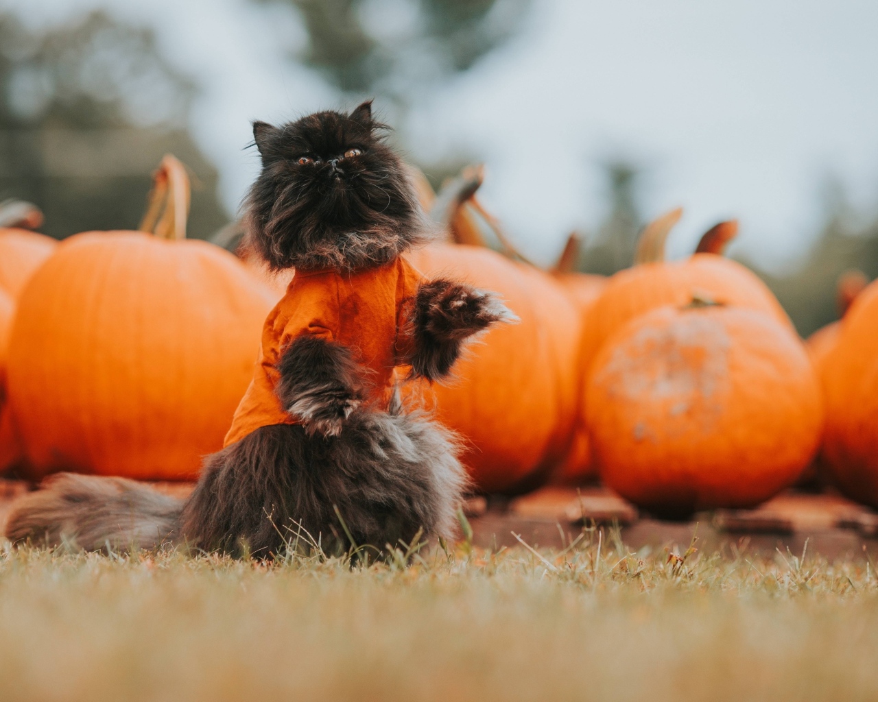 Черный кот с тыквами