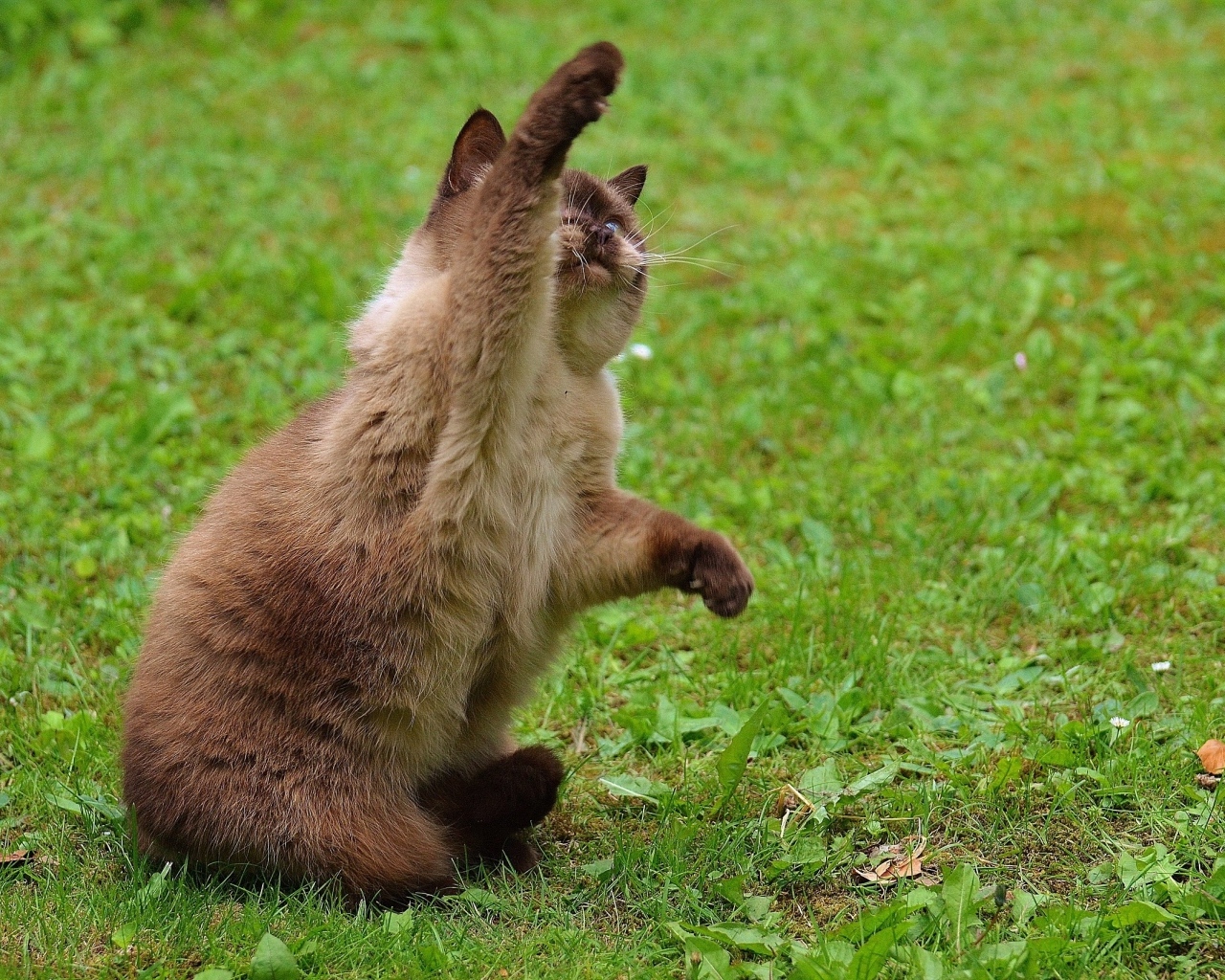 Котенок британской короткошерстной кошки с поднятой лапой