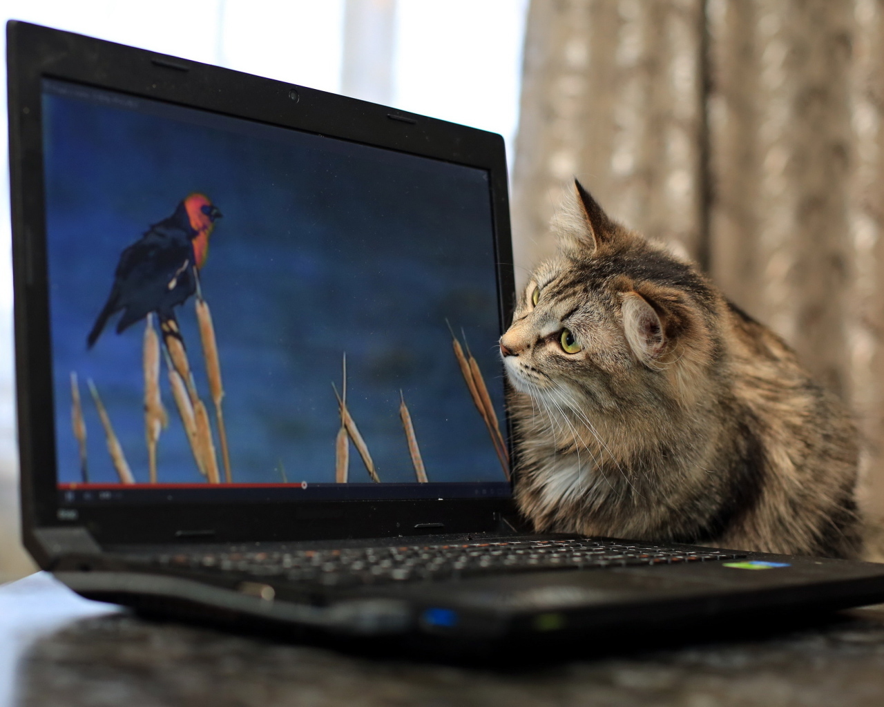 Любопытный серый кот с ноутбуком