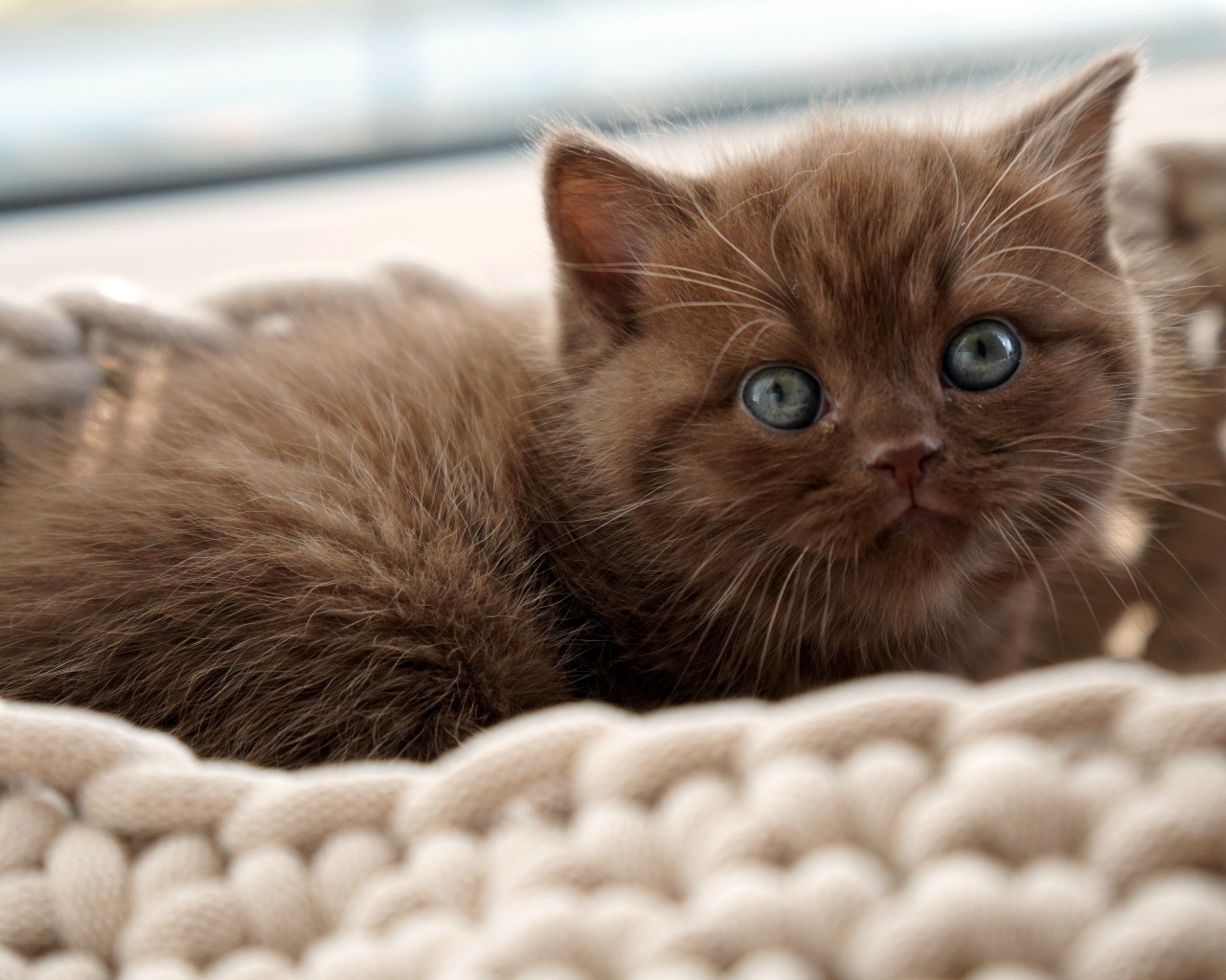 Милый котенок породы британская короткошерстная