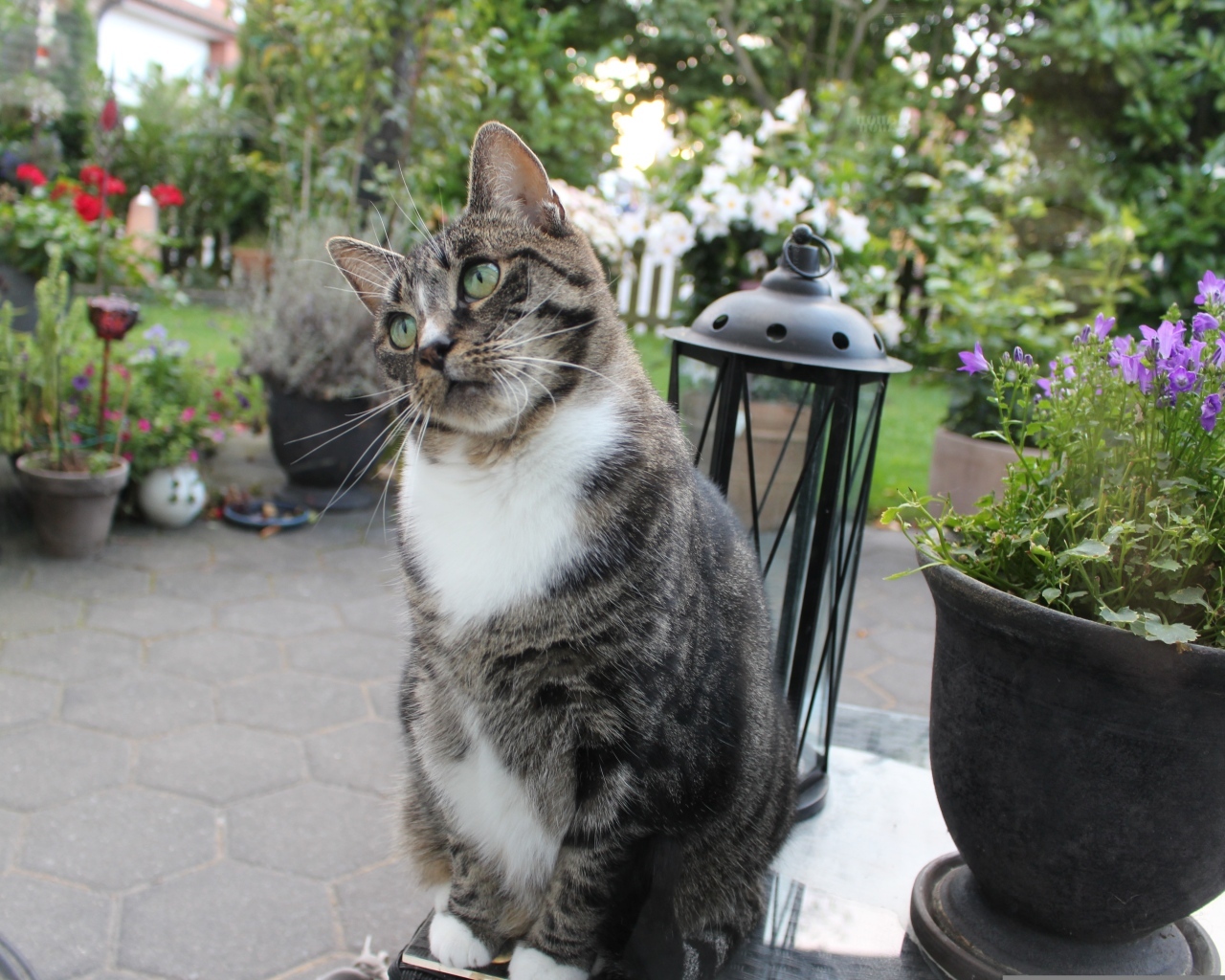 Милый серый домашний кот у клумбы