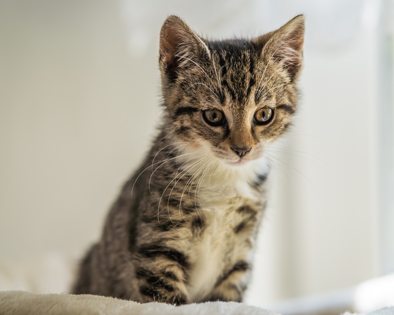 Милый серый котенок сидит на кровати