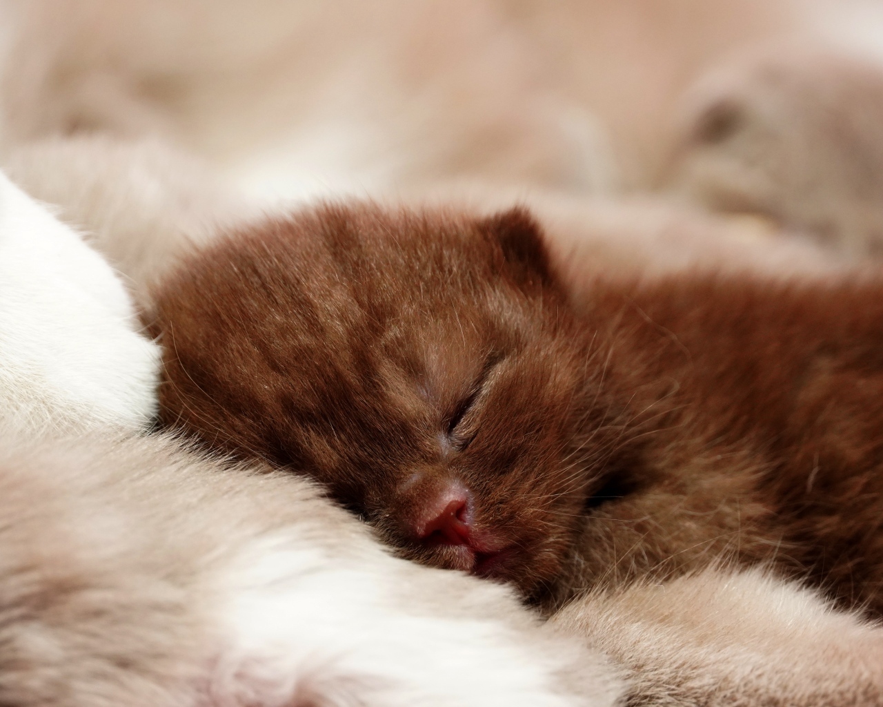 Милый спящий коричневый котенок